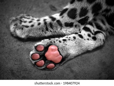 Jaguar paw