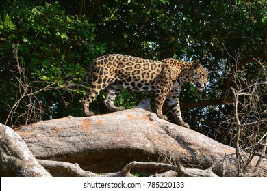 Jaguar, Porto Jofre, Pantanal, Brazil