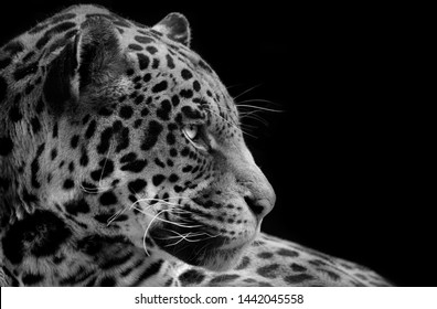 White Jaguar Animal Pictures