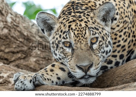 Jaguar portrait. Jaguar (Panthera onca) resting in the Northern Pantanal in Mata Grosso in Brazil Foto stock © 