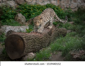 Jaguar Posing In Belgrade Zoo