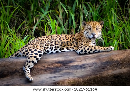 A Jaguar relaxes on a tree trunk on the banks of the Tambopata river, in the Peruvian Amazon