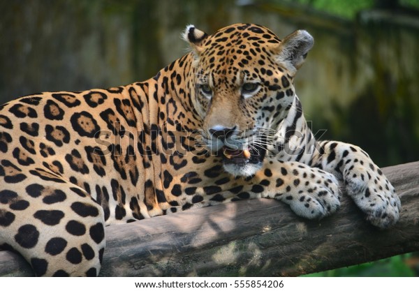 Jaguar Rest On Tree Branch Amazon Stock Photo (Edit Now) 555854206