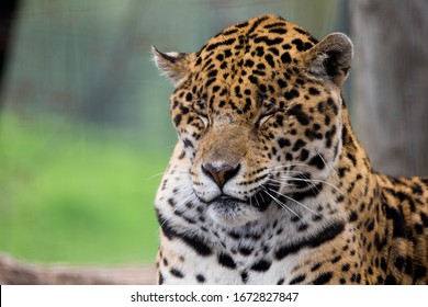 Jaguares Hd Stock Images Shutterstock