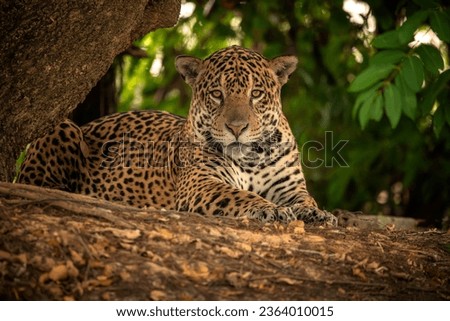 Jaguar resting on the riverbed