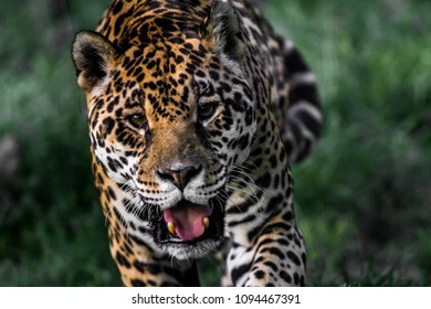 Jaguar Running Attacking