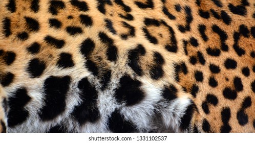 Jaguar skin is a big cat, a feline in the Panthera genus only extant Panthera species native to the Americas. Jaguar is the 3 largest feline after the tiger and lion, and the largest in the Americas.  - Powered by Shutterstock