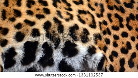 Jaguar skin is a big cat, a feline in the Panthera genus only extant Panthera species native to the Americas. Jaguar is the 3 largest feline after the tiger and lion, and the largest in the Americas. 