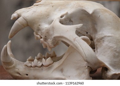 Jaguar Skull Closeup, Clean Bones And Teeth