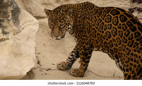 Jaguar At St Louis Zoo