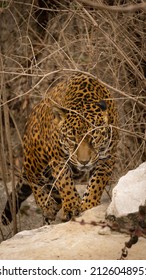 Jaguar At St Louis Zoo