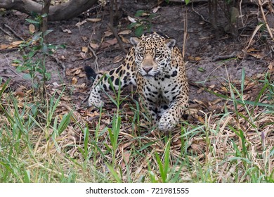  
A Jaguar Stalking Prey.