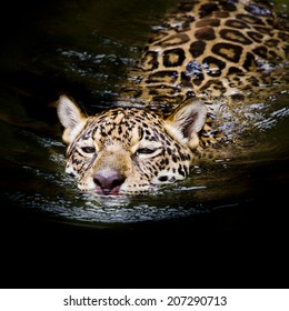 403 Jaguar swimming Stock Photos, Images & Photography | Shutterstock