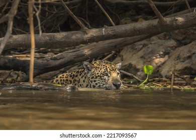 Jaguar Swimming In The Cuiaba River