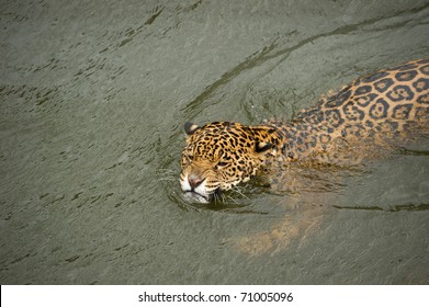 560 Jaguar swimming Images, Stock Photos & Vectors | Shutterstock