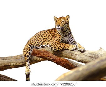 Jaguar Tiger Cat Isolated On White