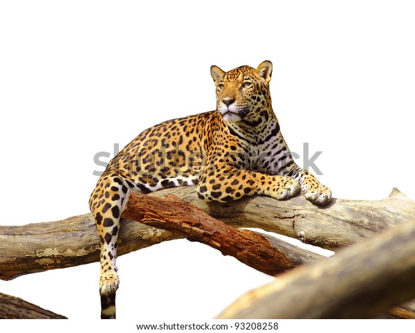 Jaguar Tiger Cat Isolated On White Stock Photo (Edit Now) 93208258