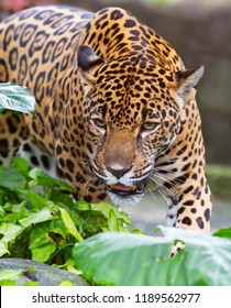 Jaguar Walking On Rocks Hunting In Costa Rica