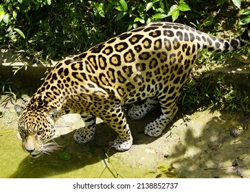Jaguar walking to a waterhole (Panthera onca) Felidae family. Amazon rainforest, Brazil 