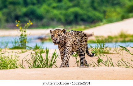 Jaguar walks along the sand along the river against the backdrop of beautiful nature. South America. Brazil. Pantanal National Park.