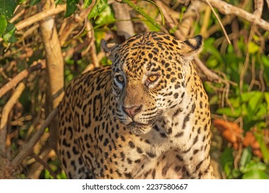 Jaguar Watching From a Jungle Shore in the Pantanal in Brazil - Shutterstock ID 2237580667