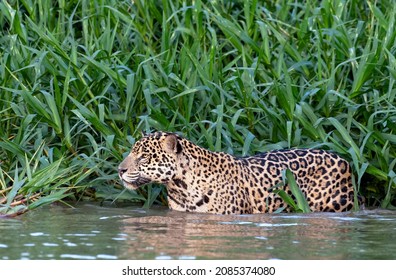 480 Jaguar side view Stock Photos, Images & Photography | Shutterstock