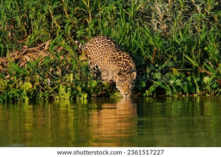 Jaguar wild animal predator carnivore feline danger