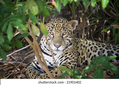 Jaguar In The Wild Pantanal, Brazil