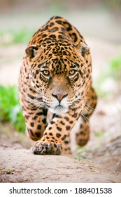 Jaguar Wildlife Leopard Animal Stalking Hunt Ferocious Ecuador Attack Front Angry Deadly Wild Jaguar Running Toward The Camera With His Ferocious Look Pointing The Photographer Jaguar Wildlife Leopard