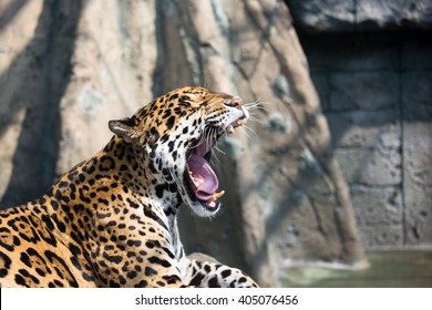 Jaguar Yawn