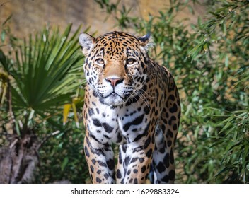 Jaguar Zoological Specimen Seen In Birmingham Alabama. 