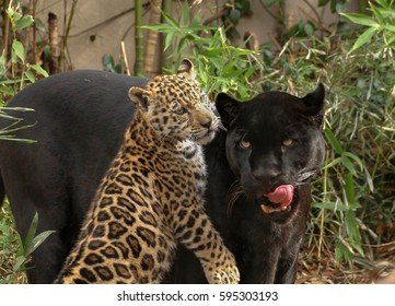 1,238 Black panther cub Stock Photos, Images & Photography | Shutterstock