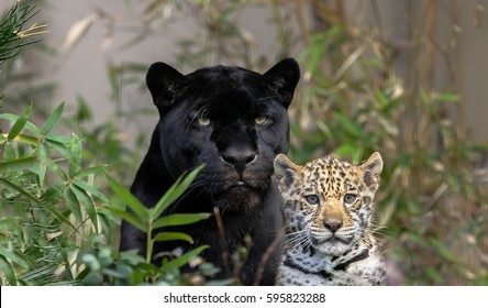 1,884 Black panther with baby Images, Stock Photos & Vectors | Shutterstock