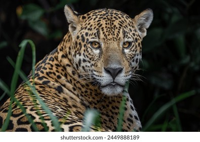 Jaguars from the Pantanal, Brazil.