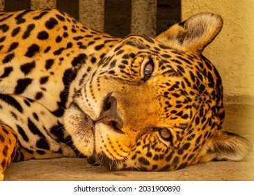 Jaguars (Panthera Onca) At Cigs' Zoo, Manaus, Brazil