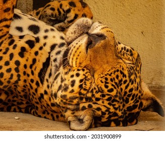 Jaguars (Panthera Onca) At Cigs' Zoo, Manaus, Brazil