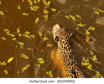 Jaguars (Panthera Onca) At Cigs' Zoo, Manaus, Brazil