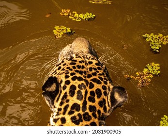 Jaguars (Panthera Onca) At Cigs' Zoo, Manaus, Brazil