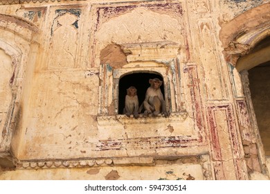 Jaipur - the ancient city of palaces and treacherous monkeys, India