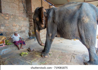 382 Elephant caretaker Images, Stock Photos & Vectors | Shutterstock