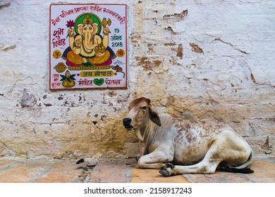 JAISALMER, INDIA - Jan 27, 2022: A cow sitting against an old weathered wall with a poster of a Hindu God Ganesha in the morning