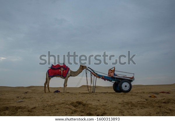 Jaisalmer, Rajasthan / India - October 7, 2019: Sam\
sand dunes, a famous tourist spot in Thar desert of Jaisalmer,\
Rajasthan, where we get to see camels and tourists can experience\
camel ride too