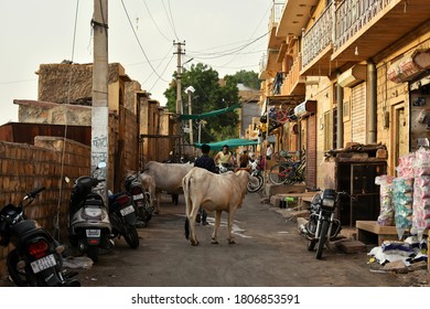 Jaisalmer, Rajasthan/india - July 17 2020 : Cow Standing In The Middle Of The Road Blocking The Traffic, Not Letting Anybody Go By.