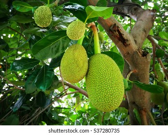 Jak Fruit On Tree