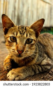 Jakarta, Indonesia - April 1, 2020. Portrait Cat