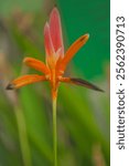 Jakarta, Indonesia - December 24, 2024 - Photo of Rosary Flower or Canna Indica. The scientific name Canna Indica was introduced by Carolus Linnaeus in 1753.