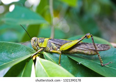 105 Soursop insect Images, Stock Photos & Vectors | Shutterstock