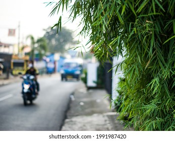 Jakarta Indonesia June 2021 - Bamboo Leaf On Street Side