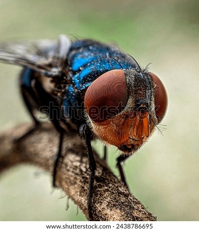Jakarta, Indonesia - March 1, 2024: Close up of a fly is pearching on the branch. 