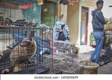 Jakarta, Indonesia, March 2016. Sale Of Exotic Animals At The City Market.